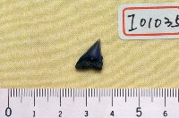 藏品(鲭鯊牙齒化石、噬人鯊牙齒化石)的圖片